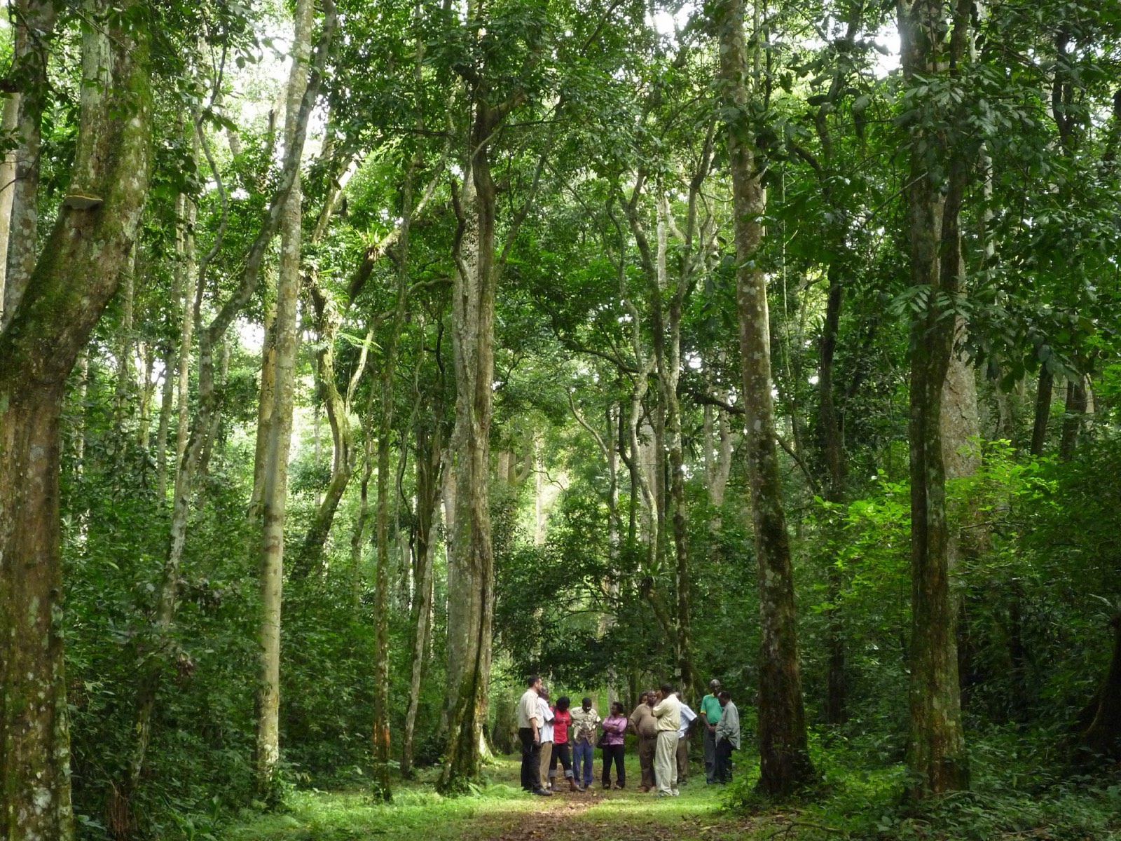 Community forestry